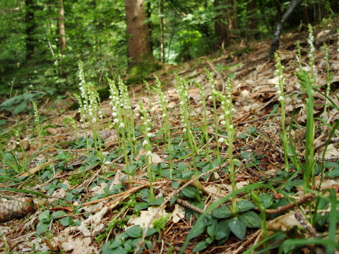 goodyera repens